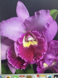 Orchid Plant Cattleya Pot Hsin Pink Doll  2 rooted stems no pot Orchids