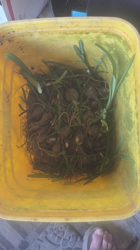 Spider lily bulbs in tray, dark brown dried bulbs with roots attached
