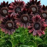 65 Chocolate Cherry Sunflower Seeds Ð Deep Red to Chocolate Blooms - Stunning!! Sunflower
