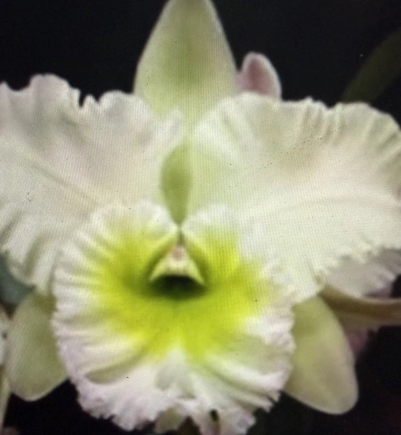 Orchid Plant Rlc Chinfong Apple Chief Jade SM/Toga 3 stem w sheath bare root Orchids