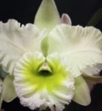 Orchid Plant Rlc Chinfong Apple Chief Jade SM/Toga 3 stem w sheath bare root Orchids