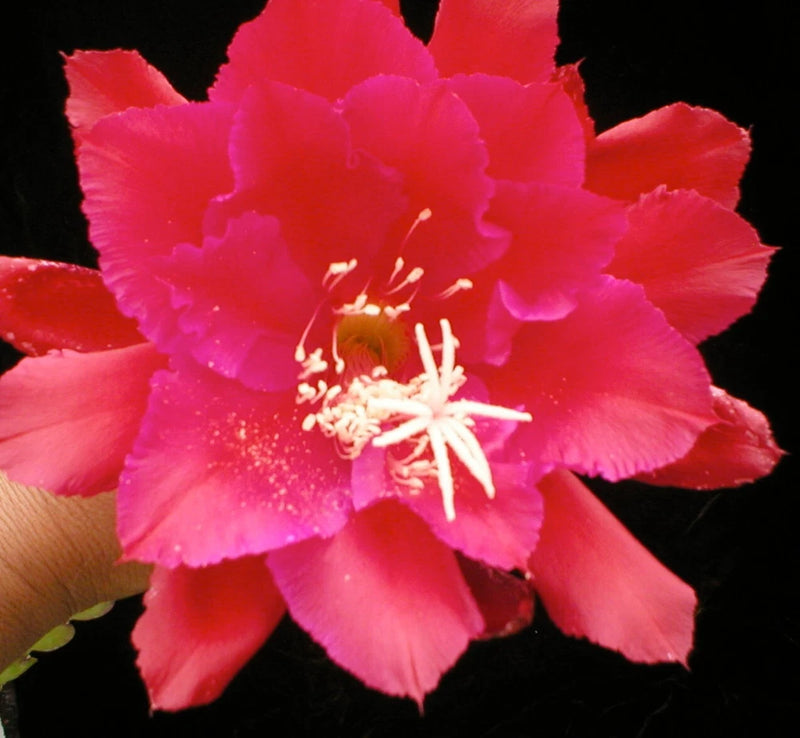 Pink orchid cactus bloom with ruffled petals and prominent stamens