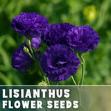 Bluehaven Lisianthus Seeds - 100 Seeds Garden Bloom Flower Seed Non Gmo Garden Plants