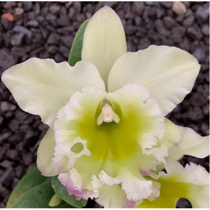 Light green and white orchid flower with ruffled petals and yellow-green center