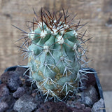 D3300 COPIAPOA PEPIANA V. STRAMINEA KK1730 pot10-H9-W6 cm MaMa Cactus Green Plant