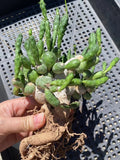 OLD RareSucculent plant Euphorbia globosa Multi Heads Sale Garden Decor boutique Garden Plants