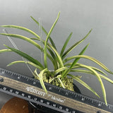 (BIN)Neofinetia falcata(japaneseorchids)tiger stripe/GINROUKAN ___ Orchids