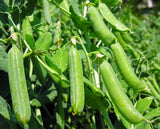 20+Super Sugar Snap Pea Seeds Green Sweet pea Garden Pea Heirloom Fresh USA Garden Plants
