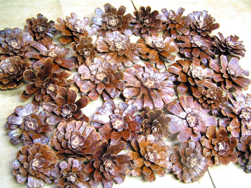 34 Pine cone flowers, slices, zinnia daisy pieces for crafts, wreaths, set UCC Daisies