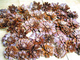 34 Pine cone flowers, slices, zinnia daisy pieces for crafts, wreaths, set UCC Daisies