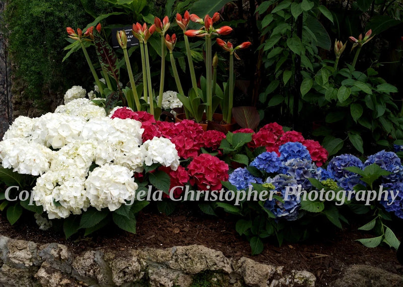 Original ACEO photo fine art print 2.5x3.5" RED WHITE & BLUE HYDRANGEAS flowers Hydrangea