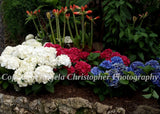 Original ACEO photo fine art print 2.5x3.5" RED WHITE & BLUE HYDRANGEAS flowers Hydrangea