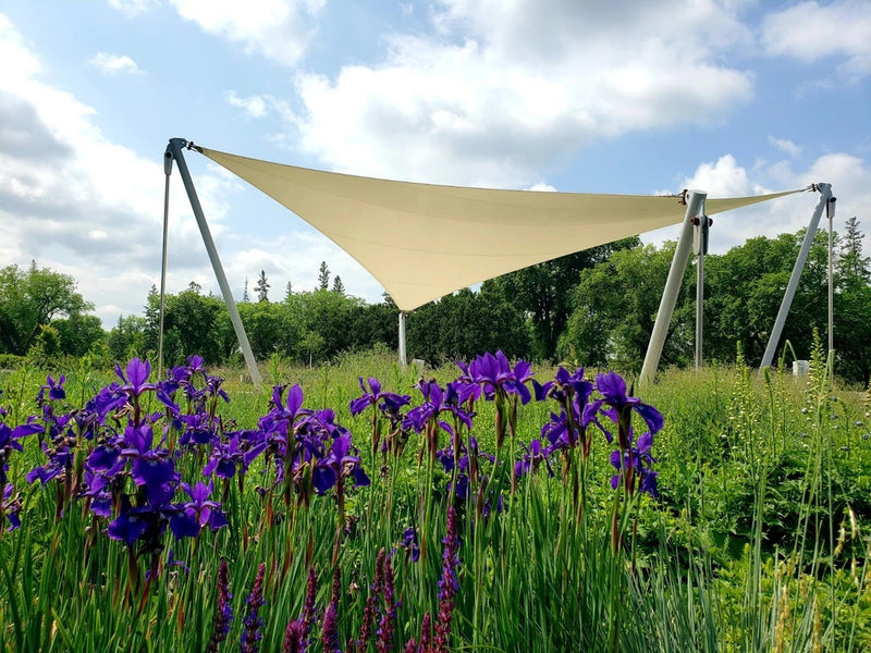 Purple lily flower digital wallpaper with green stems and vivid purple blooms