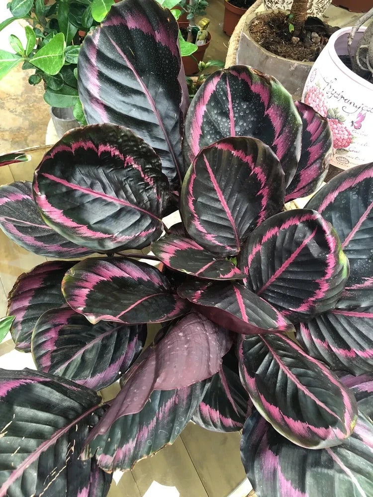 25+ Seeds Edgy Pink Calathea Couture Flower Indoor or Outdoor Beautiful Plant Garden Plants