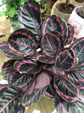 25+ Seeds Edgy Pink Calathea Couture Flower Indoor or Outdoor Beautiful Plant Garden Plants