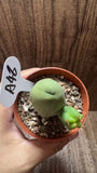 5-10cm 1PCS Live Eulychnia Male Penis Beautiful Garden Outdoor Rare Planting A36 Garden Plants