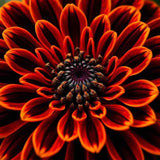 20 Orange King Zinnia Seeds Giant Beautiful Flower Colorful Flower Garden Garden Plants