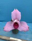 Lycaste Orchid Flowering Pink Potted Houseplant in Pot Indoor Outdoor 5-10in Orchids