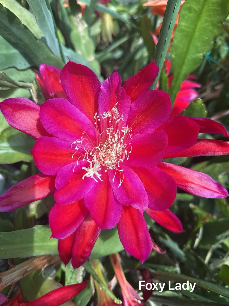 Epiphyllum orchid cutting with bright pink-red flower and white stamens