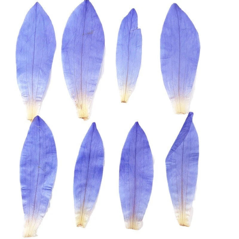 Pressed dried water lily flower petals in light purple, set of multiple petals for crafts