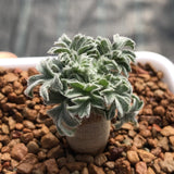 $20.58 Garden Plants