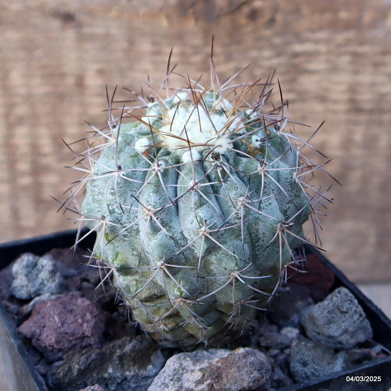 D3468 COPIAPOA TALTALENSIS pot10-H9-W7 cm MaMa Cactus Green Plant