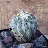 D3468 COPIAPOA TALTALENSIS pot10-H9-W7 cm MaMa Cactus Green Plant