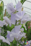 50+ Solstice Light Blue Sweet Pea Seeds for Garden - USA - FREE SHIPPING! Garden Plants