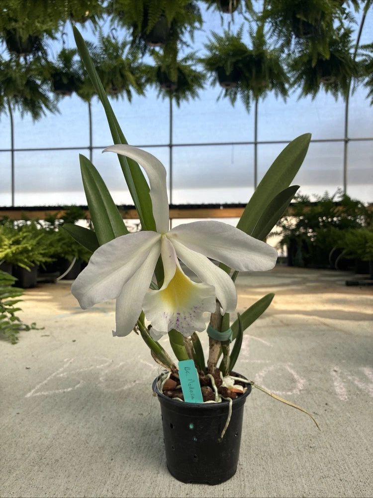White orchid in black pot, green leaves, small pot label