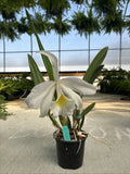 Cattleya B. Nodosa x Rlc. Donna Kimmura Orchids