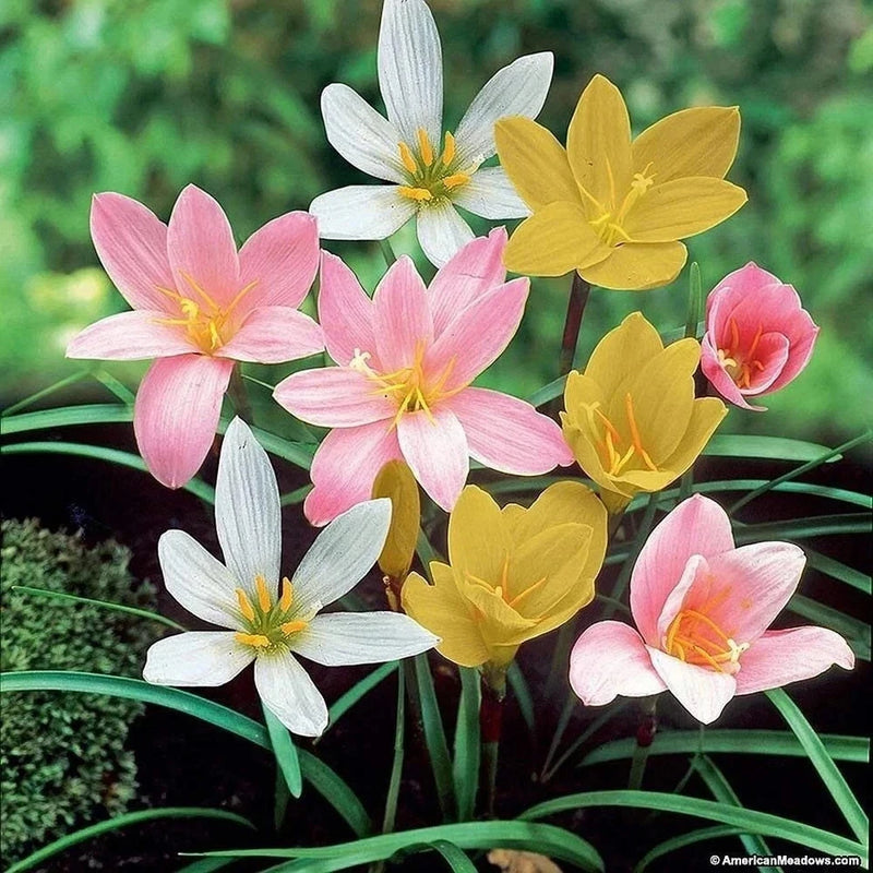 Mixed color rain lily flower bulbs with pink, yellow, and white blooms