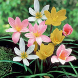 Pretty imported Rain lily Mixed Flower Bulbs Pack of 10+ Bulbs Lily