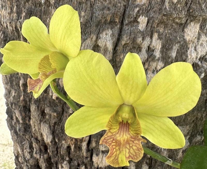 Yellow dendrobium orchid plant with broad petals and brown center