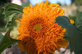 Flower Seeds: Double Quick Orange Sunflower Seeds 25 Seeds Fresh Seed Sunflower