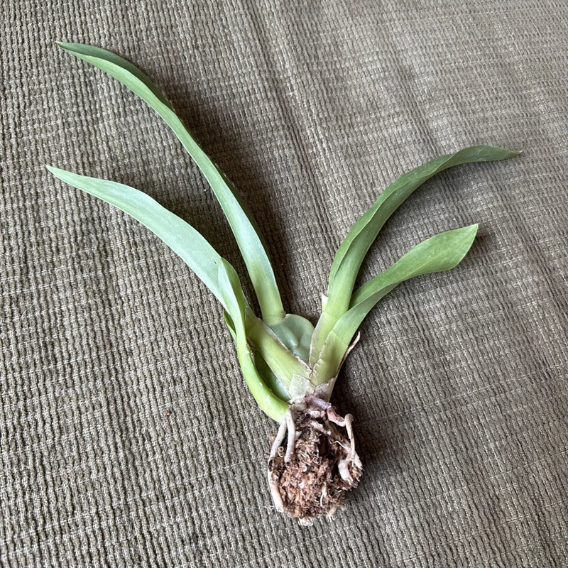 Oneiduim , No ID Orchids