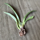 Oneiduim , No ID Orchids