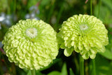 250 GREEN ENVY ZINNIA Elegans Heirloom Chartreuse Double Flower Seeds Flowering Plants