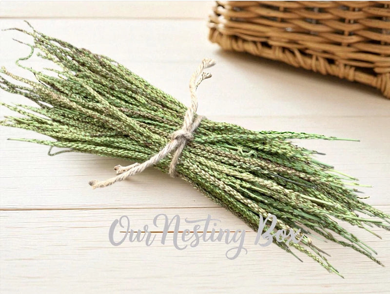 Sun Dried 5 Broadleaf Plantain Seed Stalks Scapes Salves~Soaps~Tinctures~Crafts Dried Flower