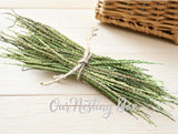 Sun Dried 5 Broadleaf Plantain Seed Stalks Scapes Salves~Soaps~Tinctures~Crafts Dried Flower