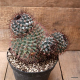 D7800 MAMMILLARIA NEOSCHWARZEANA pot18-H19-W21 cm MaMa Cactus Green Plant