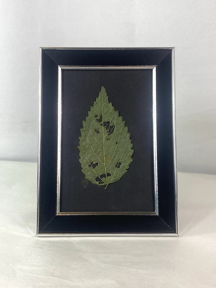 Hydrangea Leaf Dried Pressed Hand Made Decorative Art Framed Wall/Room Decor Hydrangea