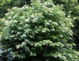 50 LILY Of The VALLEY TREE Sourwood Sorrel Oxydendrum Arboreum Flower Seeds Lily