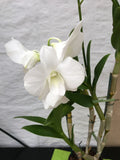 (725-1) Den.Diamond White         FS Orchids