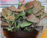 Red Nerve Plant Fittonia gardening live plant X 1 Garden Plants