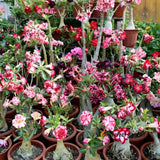 20 Seeds Mixed Adenium Obesum Desert Rose Flowering Bonsai Plants Home Gardening Flowering Plants