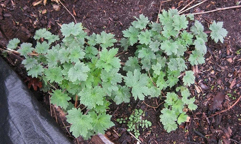 Motherwort medicinal plant 2-3 years old Garden Plants