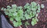 Motherwort medicinal plant 2-3 years old Garden Plants