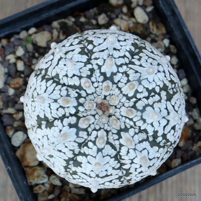 Round Astrophytum Superkabuto cactus with light green body and white speckled pattern