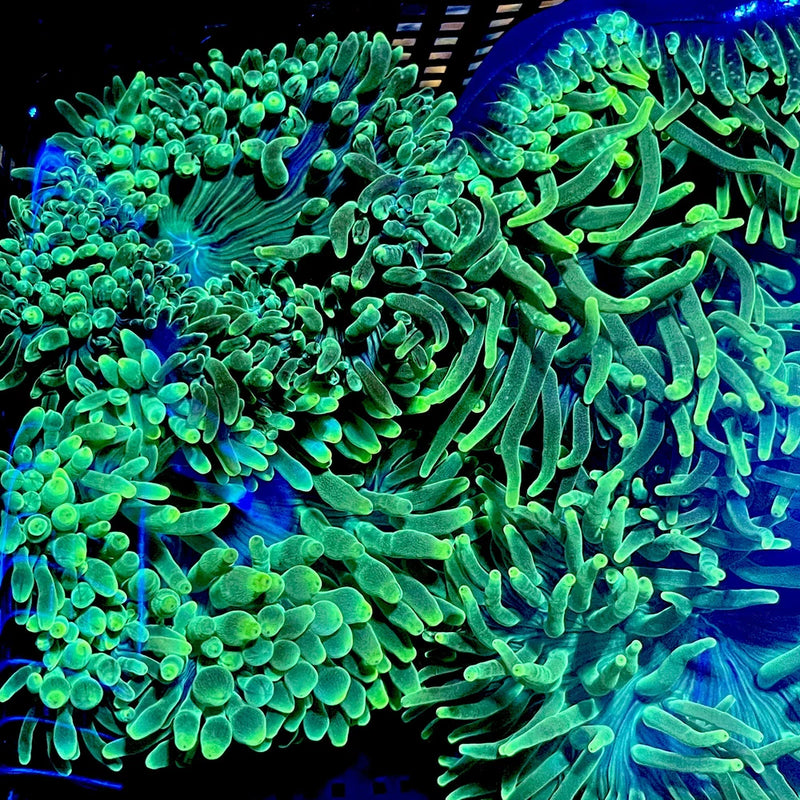 AsstÕd Bubble tip Anemone 3-4Ó BTA live coral Anemone