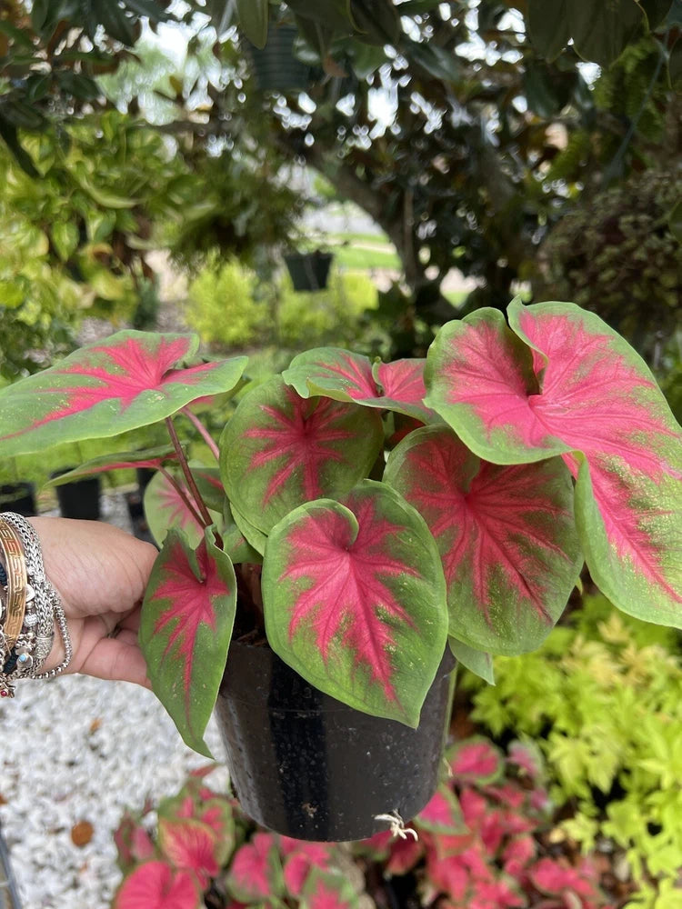Medium potted indoor plant with pink and green variegated leaves in a black pot